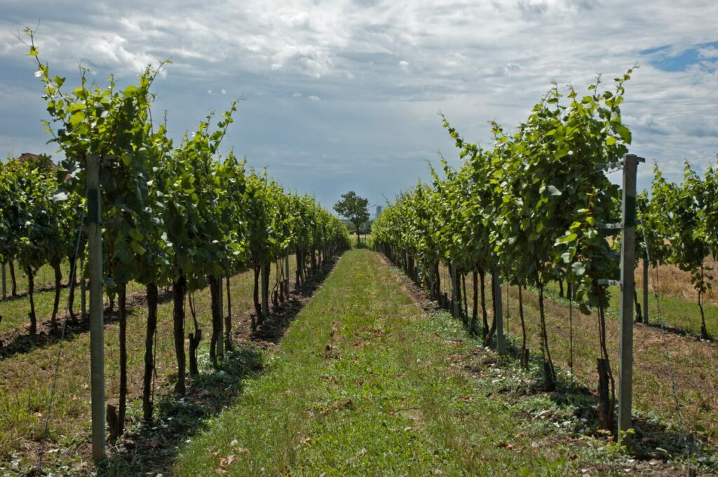 Vines is Stammersdorf