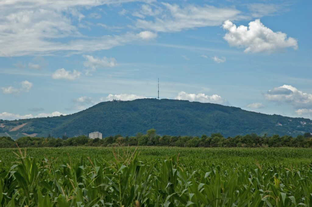 Fields of Corn