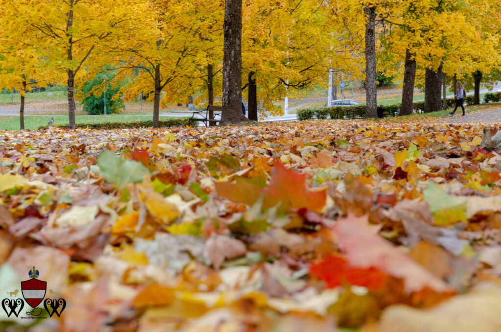 Autumn Leaves Uppsala