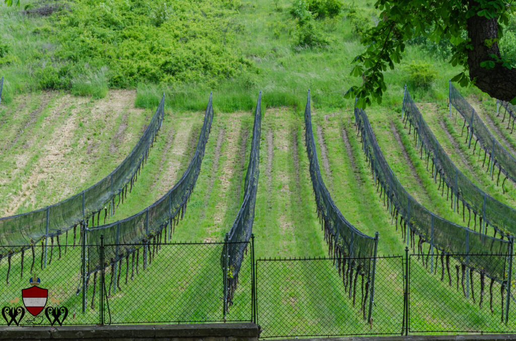 Vineyards in Grinzing