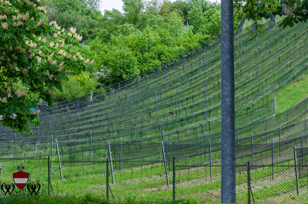 Vineyards in Grinzing