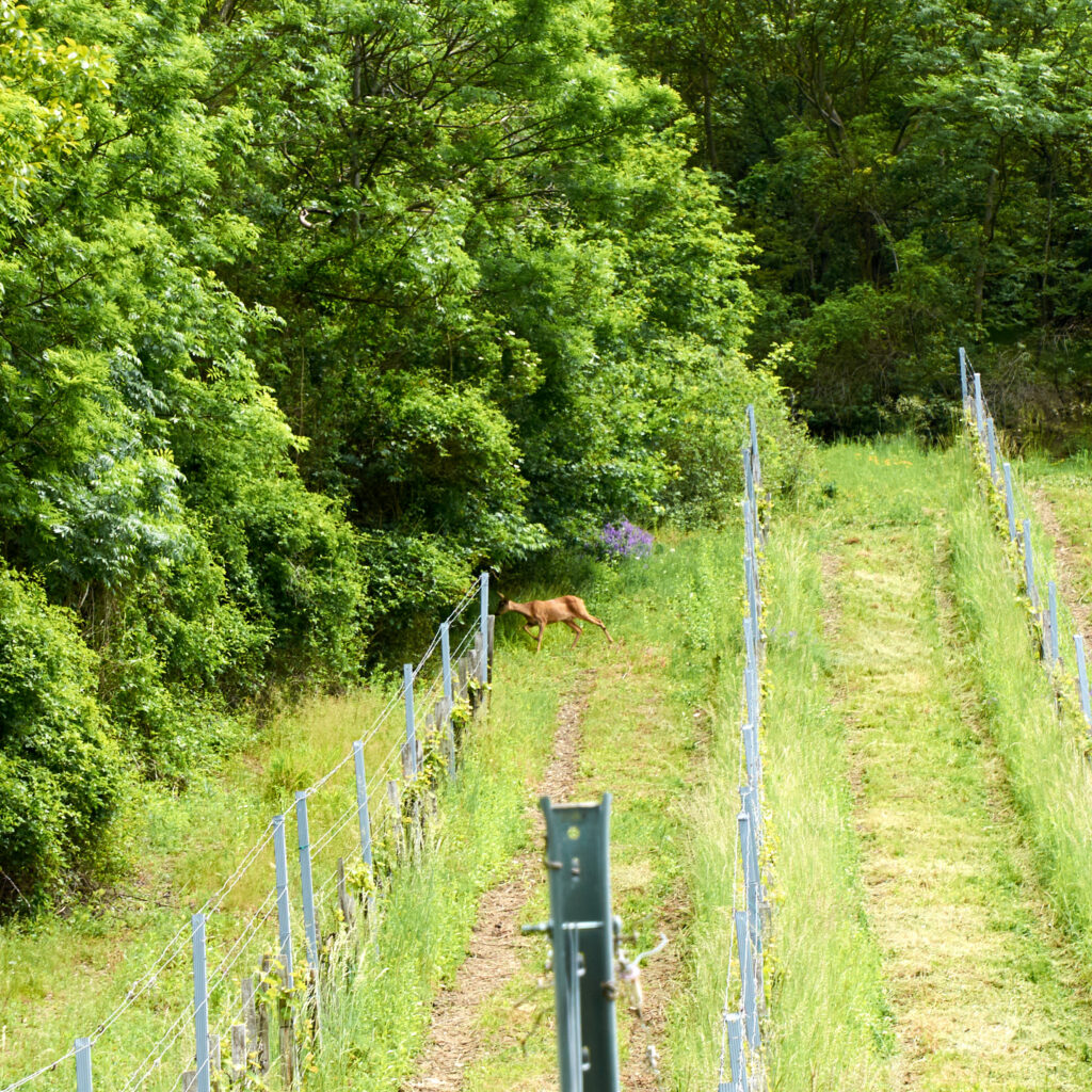 A deer in the vineyards, Vienna