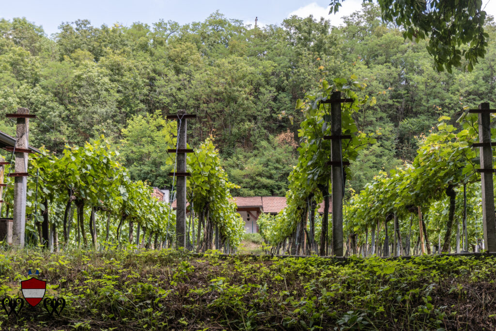 Vineyards, Absdorf